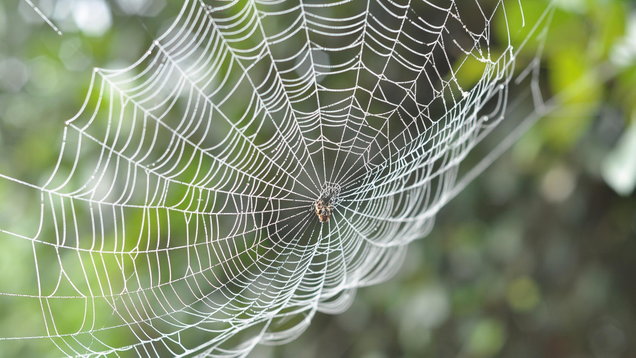 Illustration for article titled 7 Handy Mnemonic Devices For Remembering That Humans Usually Don’t Need To Worry About Getting Caught In Spiderwebs